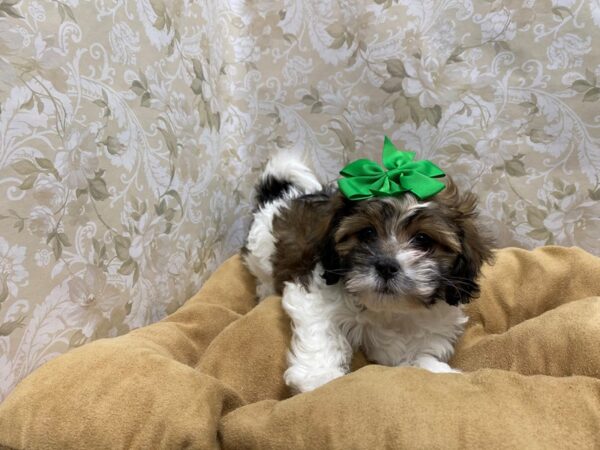 Shipoo-DOG-Female-wh & gld parti-5648-Petland San Antonio, TX