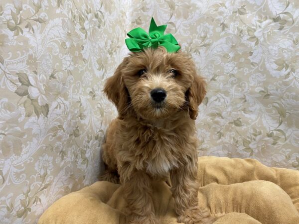 2nd Generation Goldendoodle-DOG-Female-rd, wh mkgs-5647-Petland San Antonio, TX