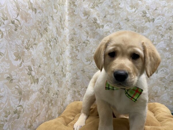 Labrador Retriever DOG Male ylw 5646 Petland San Antonio, TX