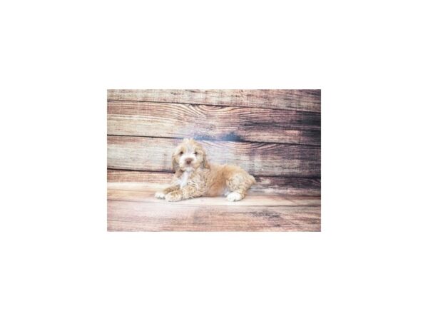 Cockapoo-DOG-Female-Buff-5657-Petland San Antonio, TX