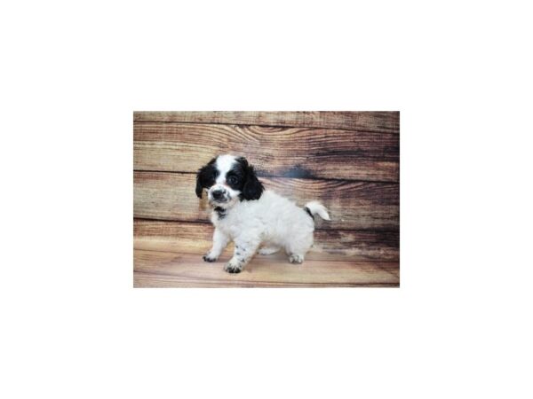 Yorkiepoo DOG Female Black and White 5661 Petland San Antonio, TX