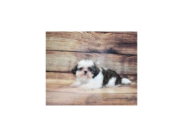 Shih Tzu-DOG-Female-Silver Gold and White-5660-Petland San Antonio, TX