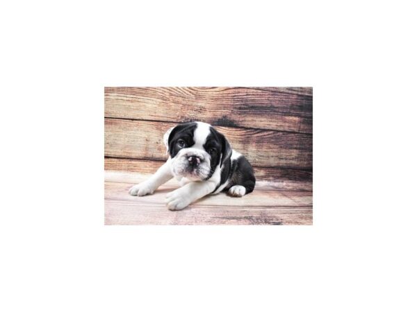 English Bulldog-DOG-Male-Black and White-5658-Petland San Antonio, TX