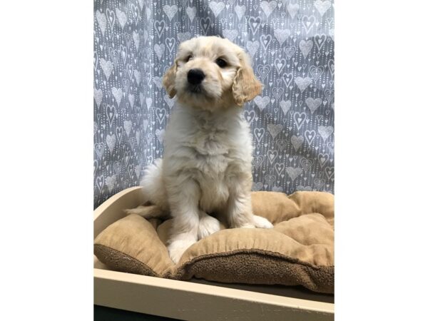 2nd Generation Goldendoodle-DOG-Male-lt gldn-5665-Petland San Antonio, TX