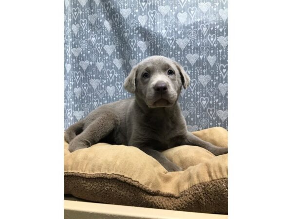 Labrador Retriever DOG Male slvr 5666 Petland San Antonio, TX