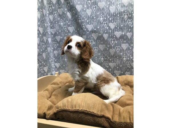 Cavalier King Charles Spaniel DOG Male bheim & wh 5667 Petland San Antonio, TX