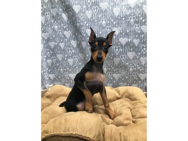 Miniature Pinscher DOG Male blk & rst 5668 Petland San Antonio, TX