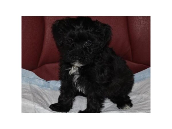 Cavapoo DOG Male Black & White 8770 Petland San Antonio, TX