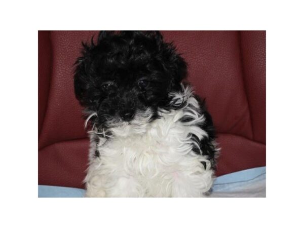 Cavapoo DOG Male White & Black 8769 Petland San Antonio, TX