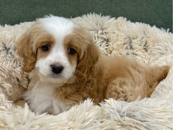 Cockapoo-DOG-Male-Buff & White-8772-Petland San Antonio, TX