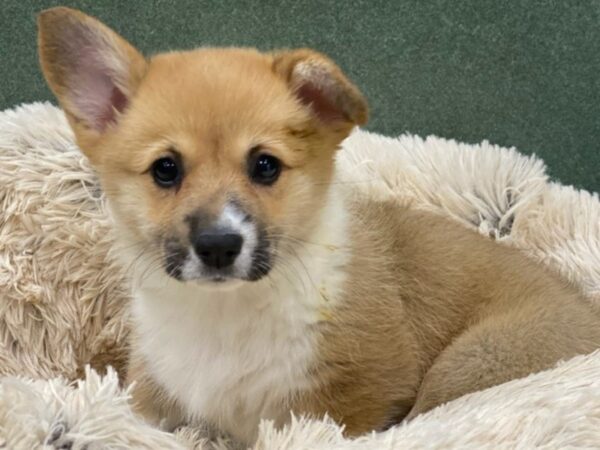 Pembroke Welsh Corgi DOG Female Red & White 8775 Petland San Antonio, TX