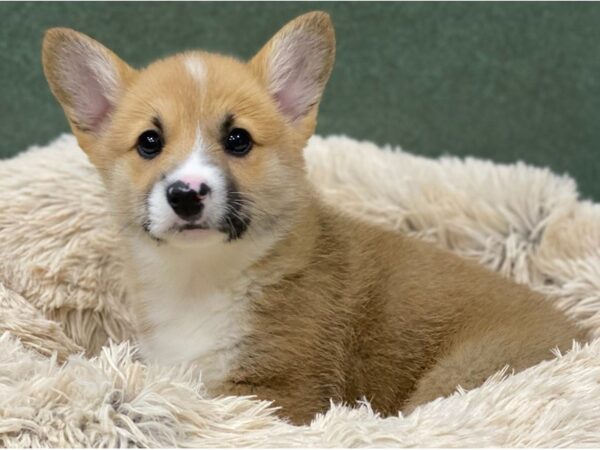 Pembroke Welsh Corgi-DOG-Male-Red & White-8776-Petland San Antonio, TX