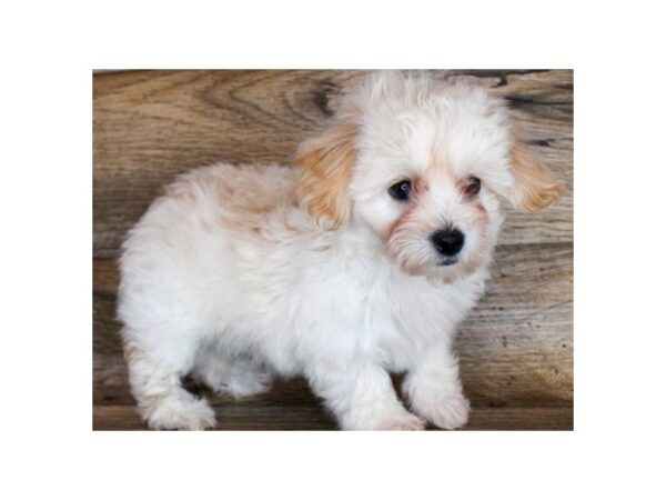 Yorkiepoo DOG Male Cream 8780 Petland San Antonio, TX