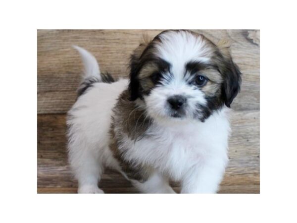Shih Tzu-DOG-Male-Red & White-8781-Petland San Antonio, TX
