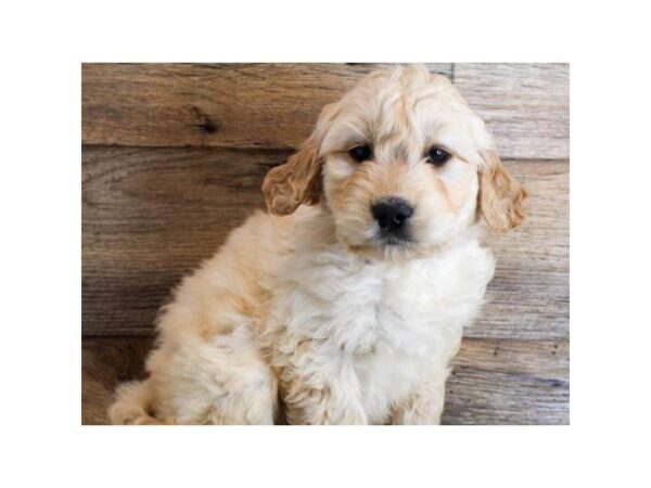 Goldendoodle-DOG-Male-Golden-8782-Petland San Antonio, TX