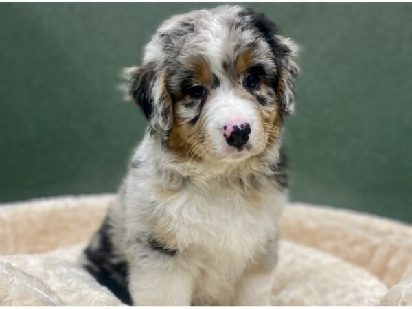Australian Shepherd-DOG-Male-Blue Merle-8777-Petland San Antonio, TX