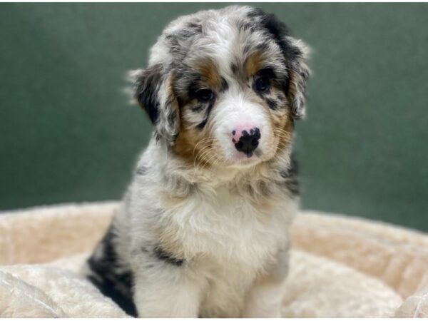 Australian Shepherd DOG Male Blue Merle 8777 Petland San Antonio, TX