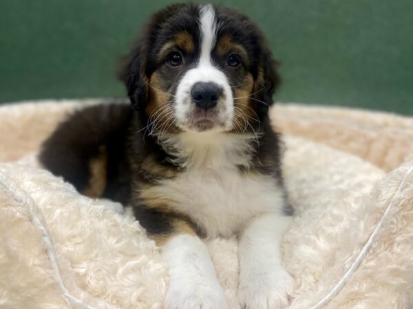 Australian Shepherd DOG Male Black White & Tan 8778 Petland San Antonio, TX