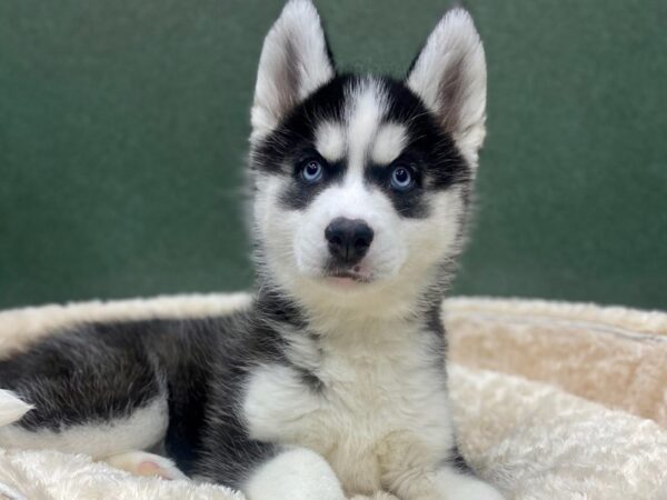 Siberian Husky DOG Female Black & White 8779 Petland San Antonio, TX