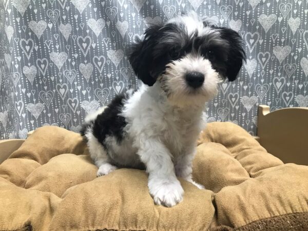 Teddy Bear DOG Male blk & wh 5664 Petland San Antonio, TX