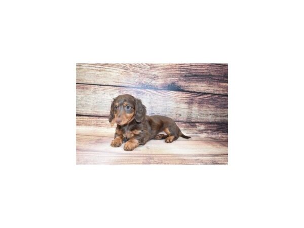 Dachshund-DOG-Female-Chocolate and Tan-5670-Petland San Antonio, TX