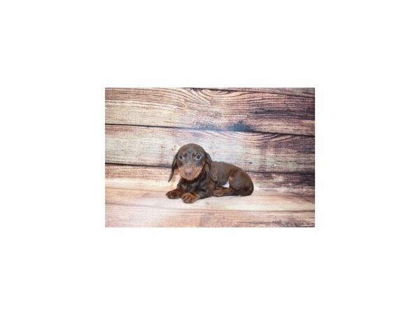 Dachshund-DOG-Male-Chocolate and Tan-5669-Petland San Antonio, TX