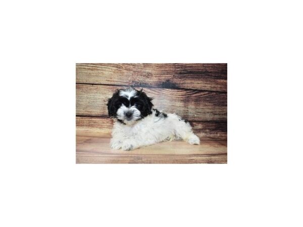 Teddy Bear-DOG-Female-Black and White-5672-Petland San Antonio, TX