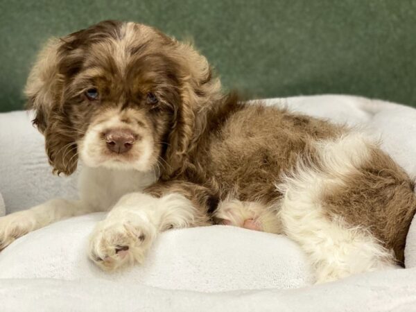 Cocker Spaniel DOG Male Chocolate Parti 8783 Petland San Antonio, TX