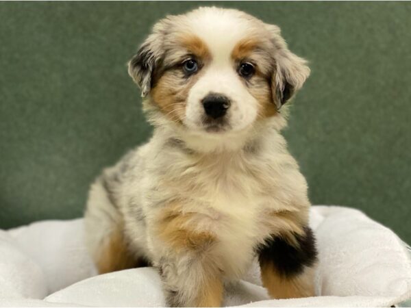 Miniature Australian Shepherd-DOG-Male-Blue Merle-8788-Petland San Antonio, TX