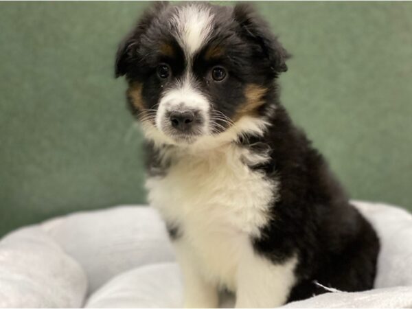 Miniature Australian Shepherd-DOG-Male-Black White & Tan-8789-Petland San Antonio, TX