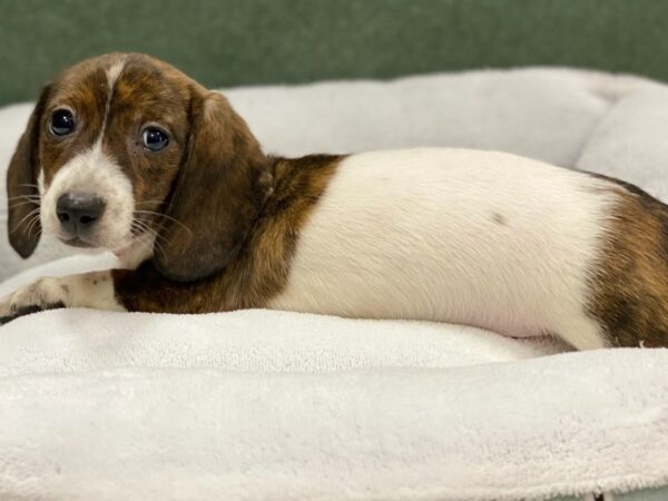 Dachshund DOG Male Brindle Piebald 8790 Petland San Antonio, TX