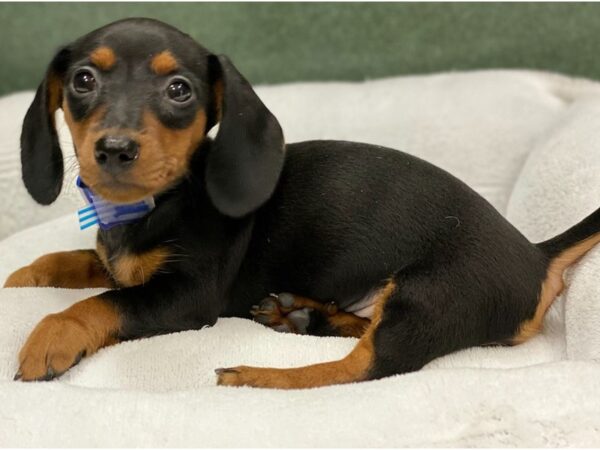 Dachshund-DOG-Female-Black & Tan-8793-Petland San Antonio, TX