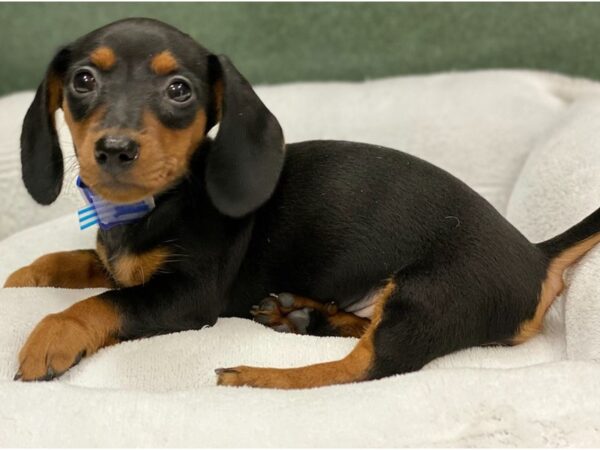 Dachshund DOG Female Black & Tan 8793 Petland San Antonio, TX