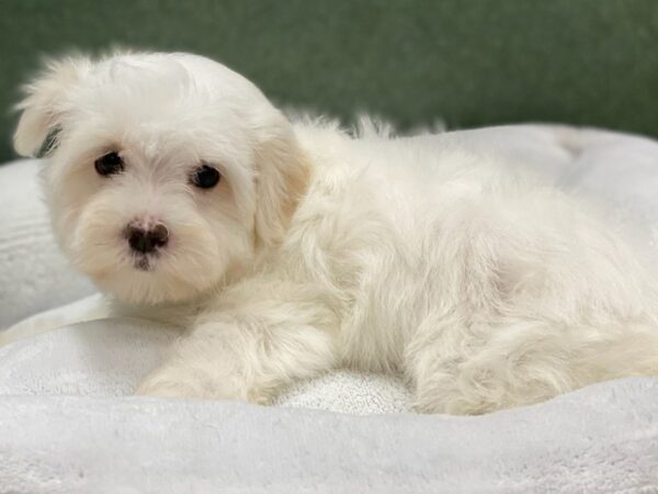 Maltese DOG Female White 8791 Petland San Antonio, TX