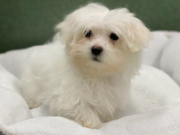 Maltese-DOG-Male-White-8792-Petland San Antonio, TX