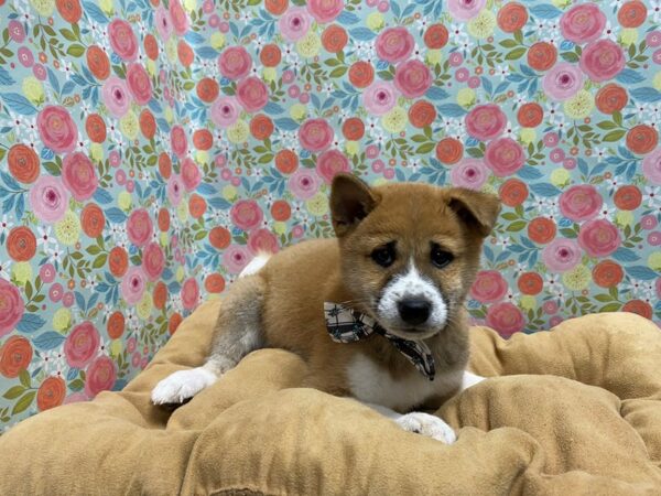 Shiba Inu-DOG-Male-rd sesme & wh-5673-Petland San Antonio, TX