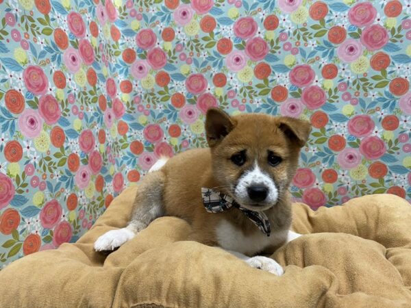 Shiba Inu DOG Male rd sesme & wh 5673 Petland San Antonio, TX