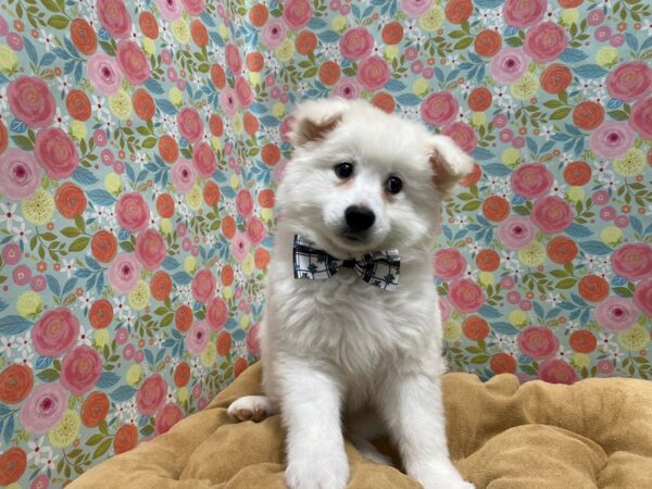 American Eskimo DOG Male wh 5674 Petland San Antonio, TX