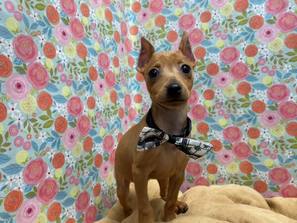 Min Pin-DOG-Male-rd-5675-Petland San Antonio, TX