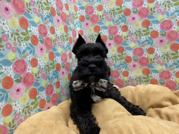 Miniature Schnauzer-DOG-Male-blk-5676-Petland San Antonio, TX