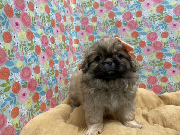 Pekingese DOG Female fn sbl 5677 Petland San Antonio, TX