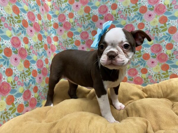 Boston Terrier DOG Female sl & wh 5678 Petland San Antonio, TX