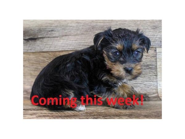 Yorkshire Terrier-DOG-Male-Black & Tan-8798-Petland San Antonio, TX