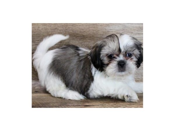 Shih Tzu DOG Male Gold & White 8785 Petland San Antonio, TX