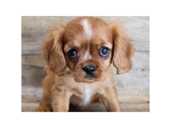 Cavalier King Charles Spaniel-DOG-Female-Ruby-8786-Petland San Antonio, TX