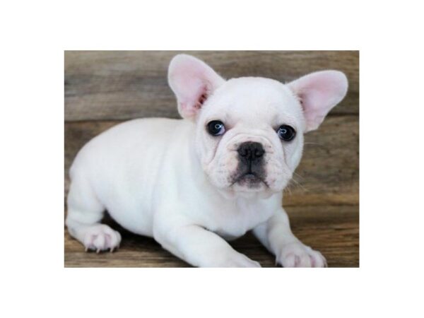 French Bulldog-DOG-Male-Cream-8787-Petland San Antonio, TX