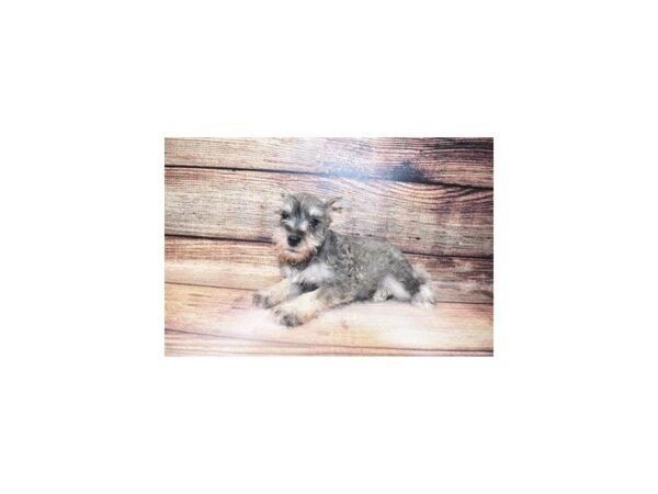 Miniature Schnauzer-DOG-Male-Salt and Pepper-5682-Petland San Antonio, TX