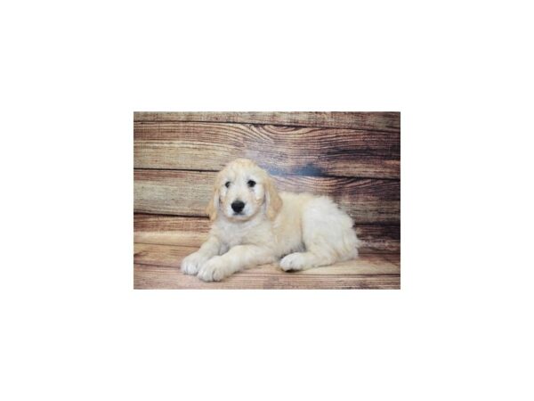 Goldendoodle DOG Female Light Golden 5681 Petland San Antonio, TX