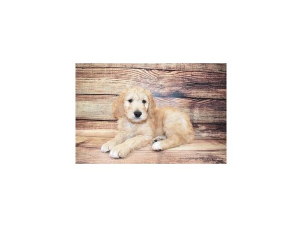 Goldendoodle-DOG-Male-Golden-5680-Petland San Antonio, TX