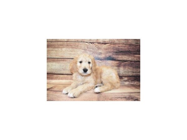 Goldendoodle DOG Male Golden 5680 Petland San Antonio, TX